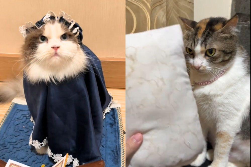 9 Seleb Kucing Indonesia Populer di TikTok 2025, Ada yang Suka Salat?