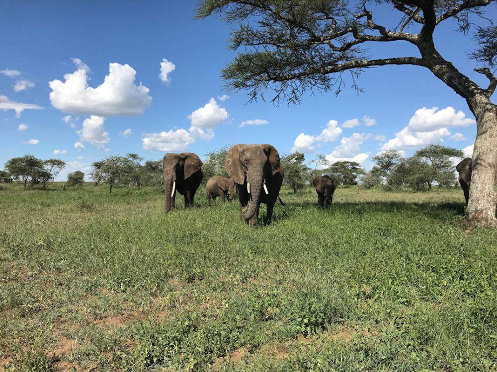 Serengeti National Park (unsplash.com/Chris Onstein)