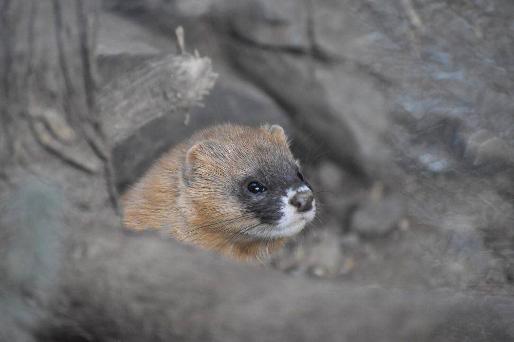 Cerpelai siberia (commons.m.wikimedia.org/Tylwyth Eldar)