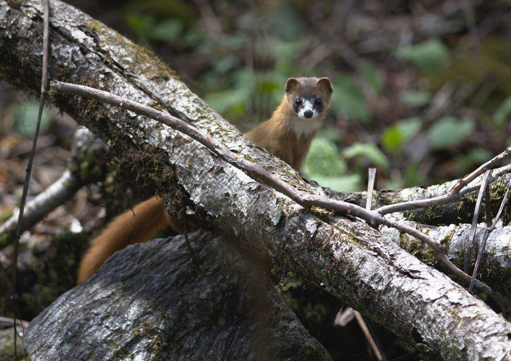 Cerpelai siberia (commons.m.wikimedia.org/Ramnarayan K)