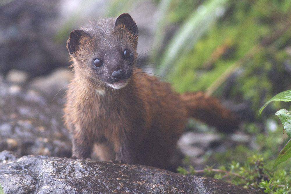 Cerpelai siberia (commons.m.wikimedia.org/Dibyendu Ash)