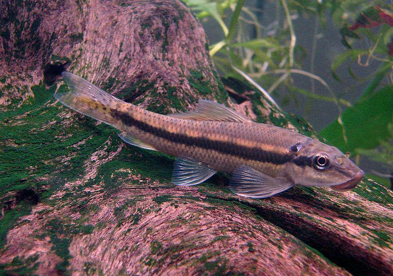 Punya Modifikasi Mulut Penghisap, Simak! 5 Fakta Lemon Algae Eater