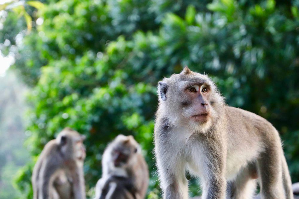 Monyet Diduga Jadi Penyebab Pemadaman Listrik Nasional di Sri Lanka