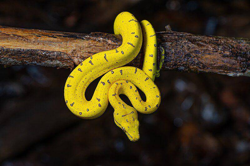 green tree python remaja berwarna kuning (commons.wikimedia.org/JJ Harrison)