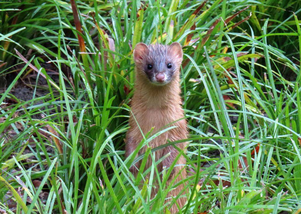 Cerpelai siberia (inaturalist.org/Zinogre)