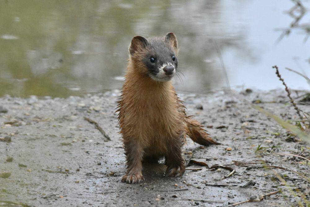 Cerpelai siberia (inaturalist.org/Лариса Артемьева)