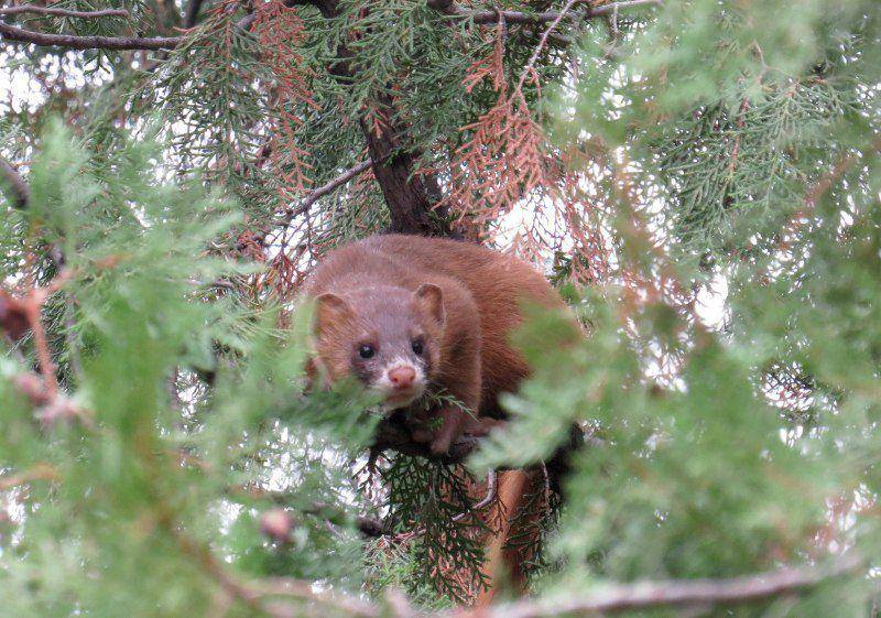Cerpelai siberia (inaturalist.org/Jess Miller-Camp)