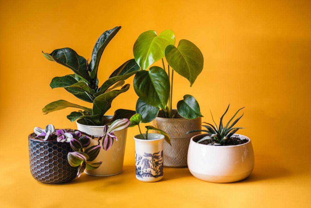 5 Kesalahan Sepele yang Bikin Warna Daun Tanaman Hiasmu Memudar