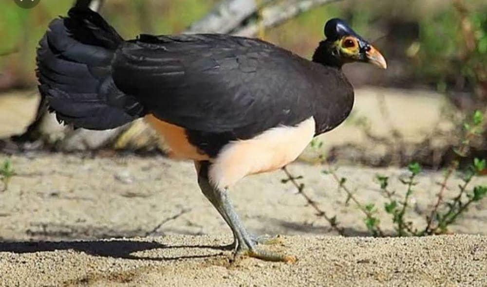 fakta burung Maleo yang suka berjalan daripada terbang