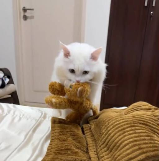 Ciki si kucing (Tiktok.com/@ads.who)