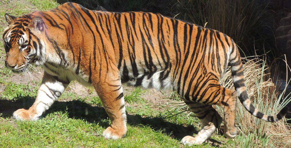Harimau (commons.wikimedia.org/Michel Bakni)