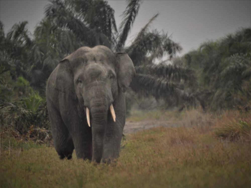 Gajah liar di Sumatra Selatan. (Dok: Hutan Kita Institute/Benny Hidayat)