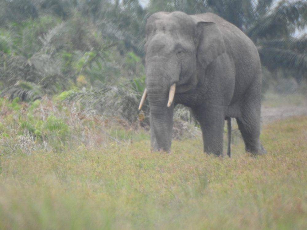 Gajah liar di Sumatra Selatan. (Dok: Hutan Kita Institute/Benny Hidayat)