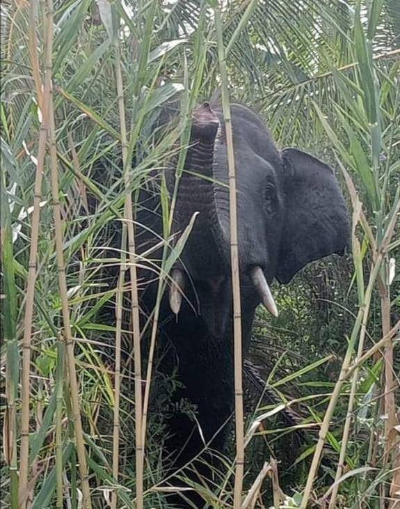 Gajah liar di Sumatra Selatan. (Dok: Hutan Kita Institute/Benny Hidayat)