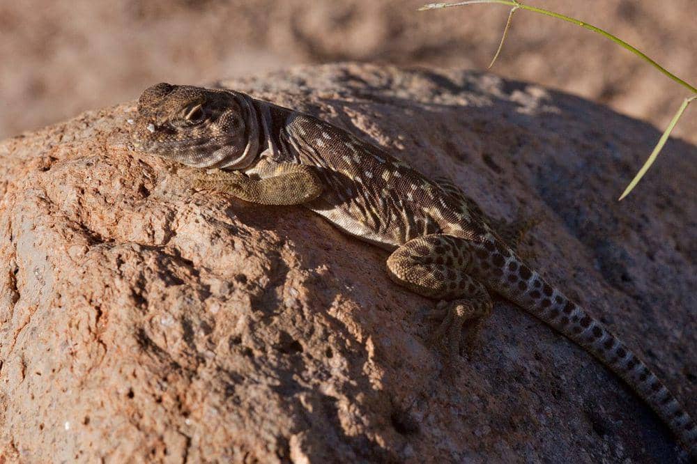 Iguanidae (commons.wikimedia.org/Patrick Alexander)