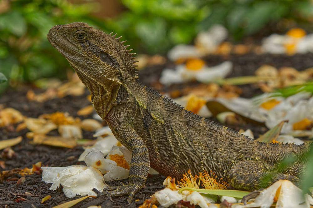 Iguanidae (commons.wikimedia.org/Andrew Mercer)