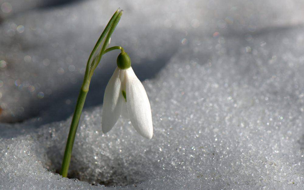 ilustrasi snowdrop (flickr.com/Mario Cerchiai)
