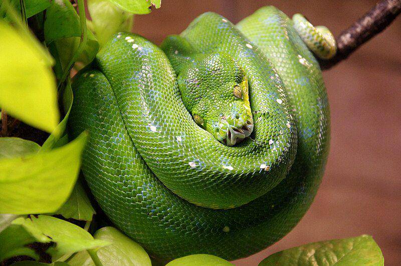 Ular green tree python melingkar di atas pohon. (commons.wikimedia.org/Jakub Hałun)