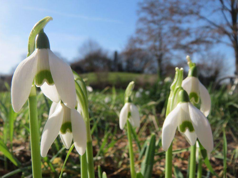 ilustrasi snowdrop (flickr.com/Andreas Rockstein)