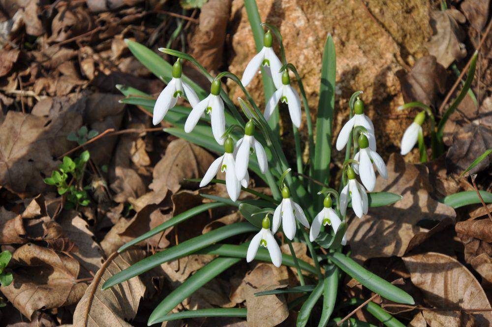 ilustrasi snowdrop (flickr.com/Stefano)