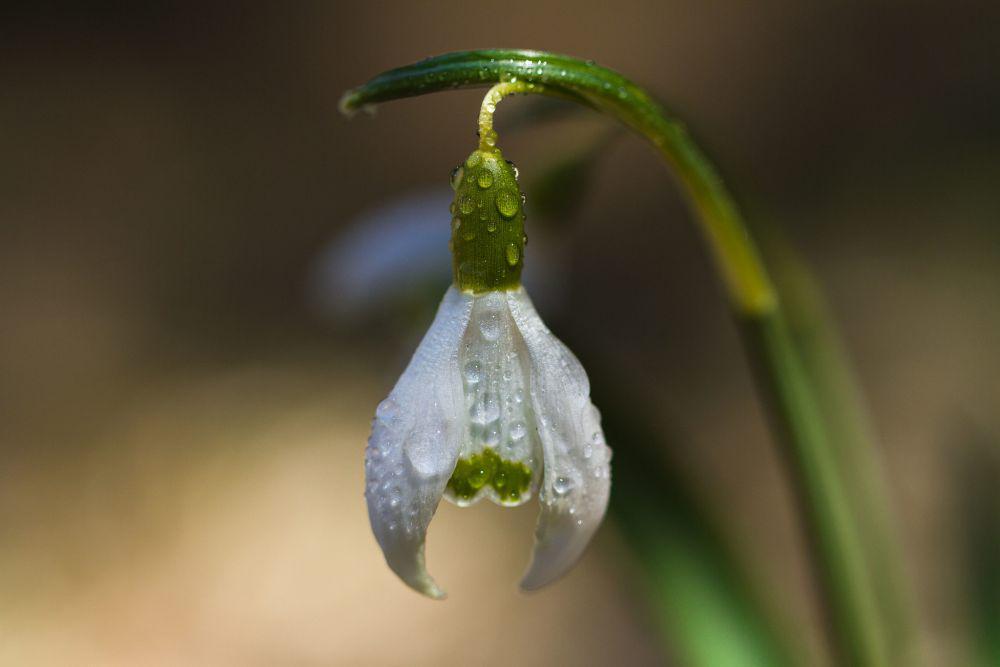 5 Fakta Snowdrop, Bunga Kecil yang Berani Mekar di Tengah Salju!