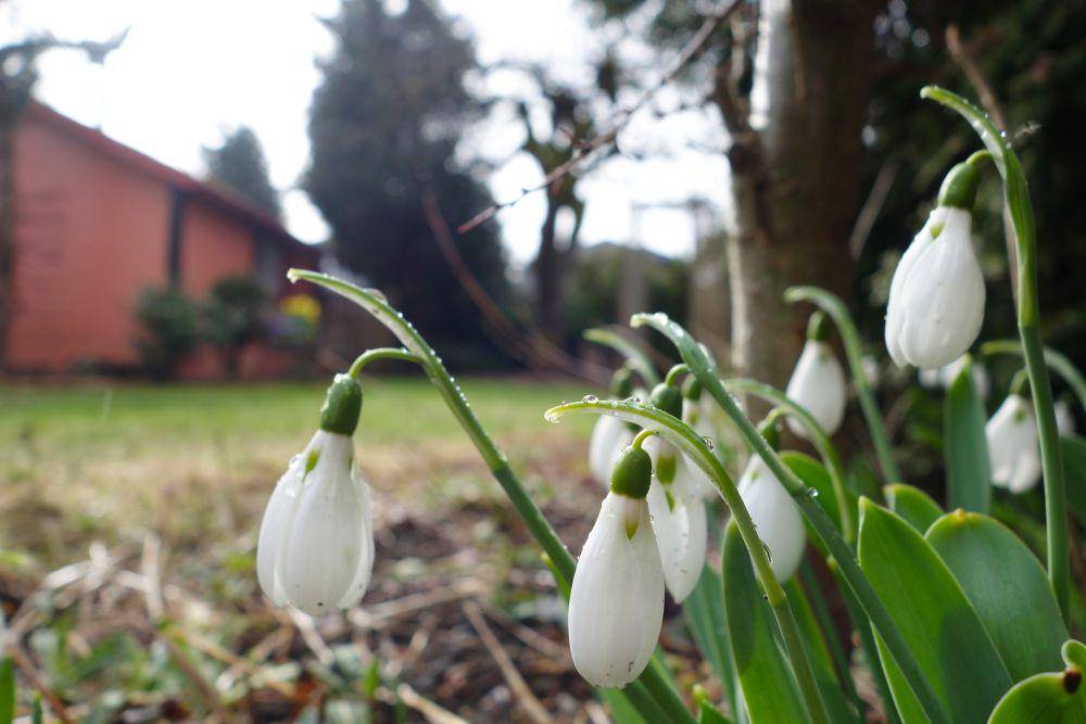 ilustrasi snowdrop (flickr.com/clearbrook4)