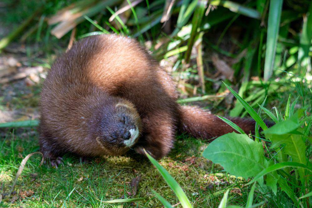 ilustrasi mink eropa (flickr.com/Frank Berbers)