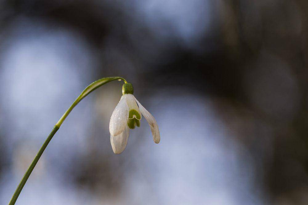 ilustrasi snowdrop (flickr.com/emilio andrés ovejero)