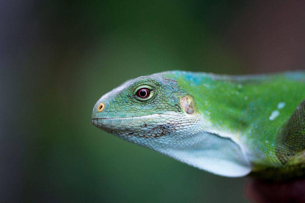 Iguanidae (commons.wikimedia.org/Graham Crumb)