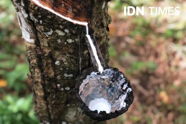 5 Kabupaten Penghasil Panen Karet Terbanyak di Lampung