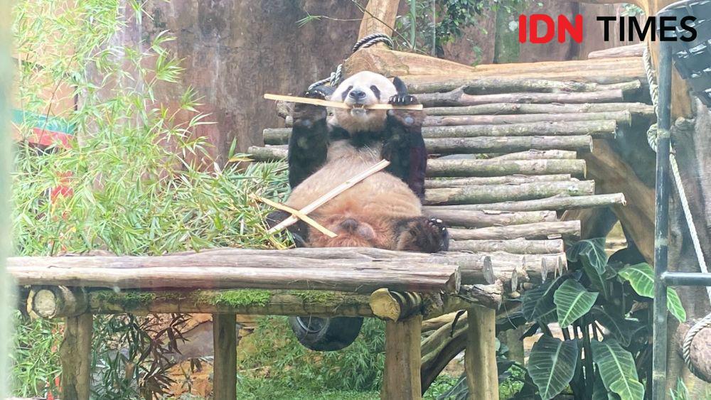 Yeay! Kehadiran Panda Cai Tao dan Hu Chu di Taman Safari Diperpanjang