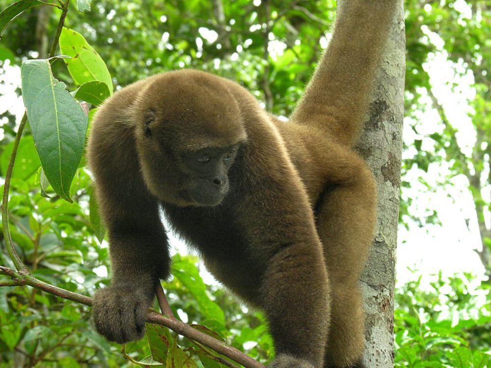 5 Fakta Woolly Monkey, Primata Paling Banyak Diburu di Amerika Selatan