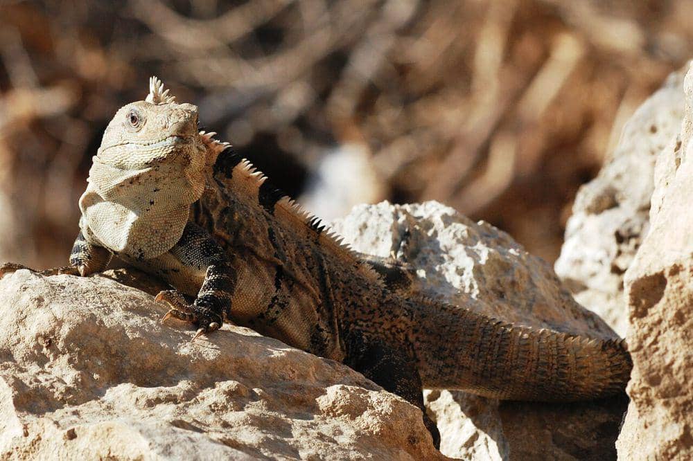 Iguanidae (commons.wikimedia.org/Topi Pigula)