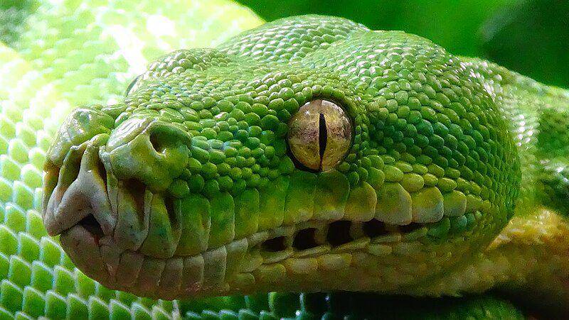 tampak dekat kepala ular green tree python (commons.wikimedia.org/Cedricguppy - Loury Cédric)