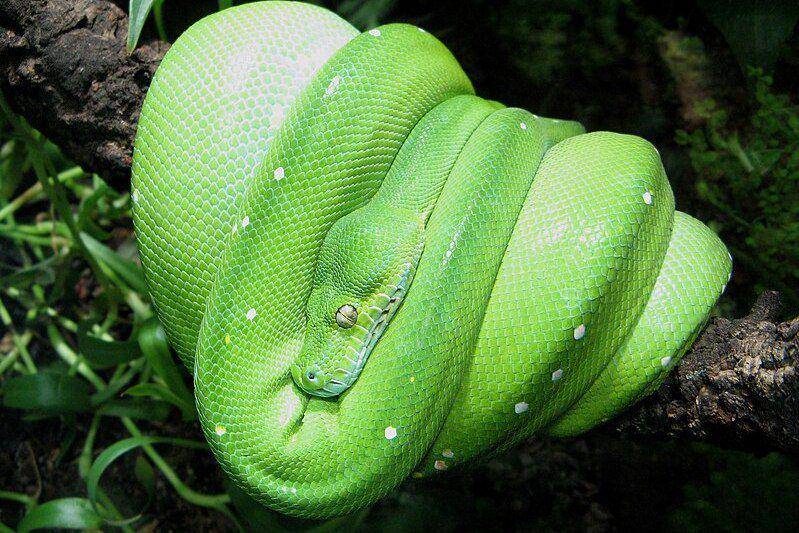 Ular green tree python melingkar di atas pohon. (commons.wikimedia.org/Micha L. Rieser)