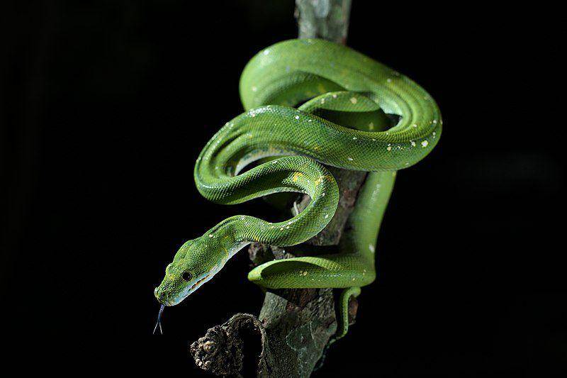 ular green tree python berburu (commons.wikimedia.org/Iqbal Nizar Arafat)