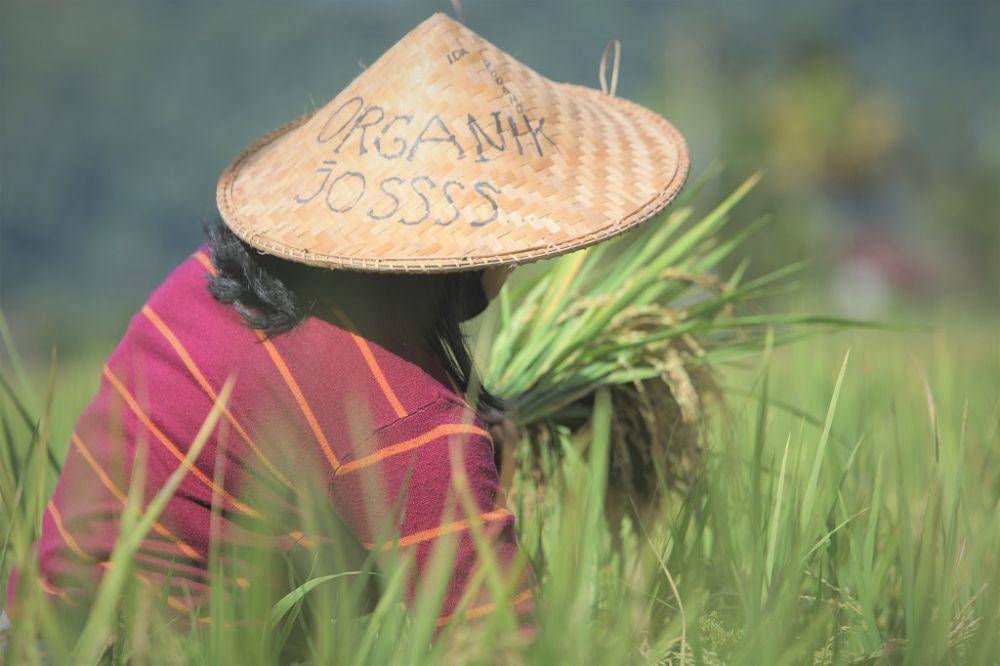 Pendampingan pada Pertanian Organik (Dok. PT Vale)