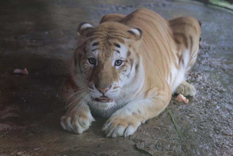 Satwa Langka, Taman Safari Bogor Hadirkan Golden Tiger