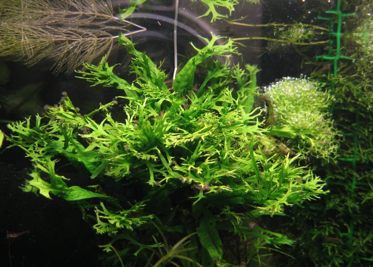ilustrasi java fern (flickr.com/dudlik)