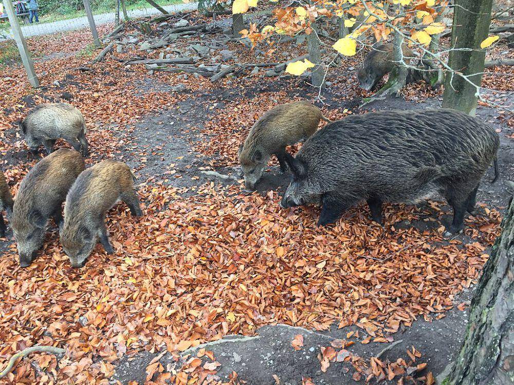 Babi hutan (commons.wikimedia.org/BohunkaNika)