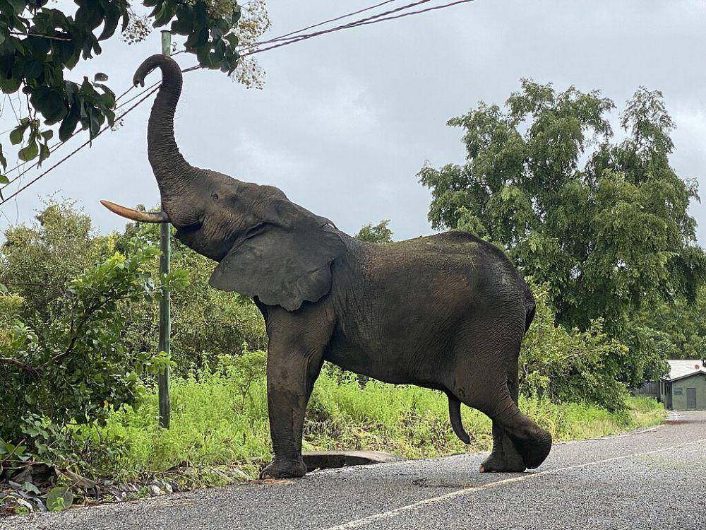 Gajah (commons.wikimedia.org/Shahadusadik)
