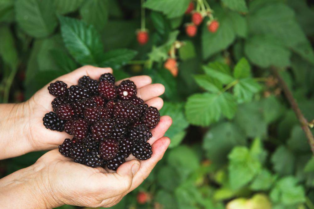 4 Tips Membeli Buah Blackberry yang Sudah Matang, Cek Kesegarannya!