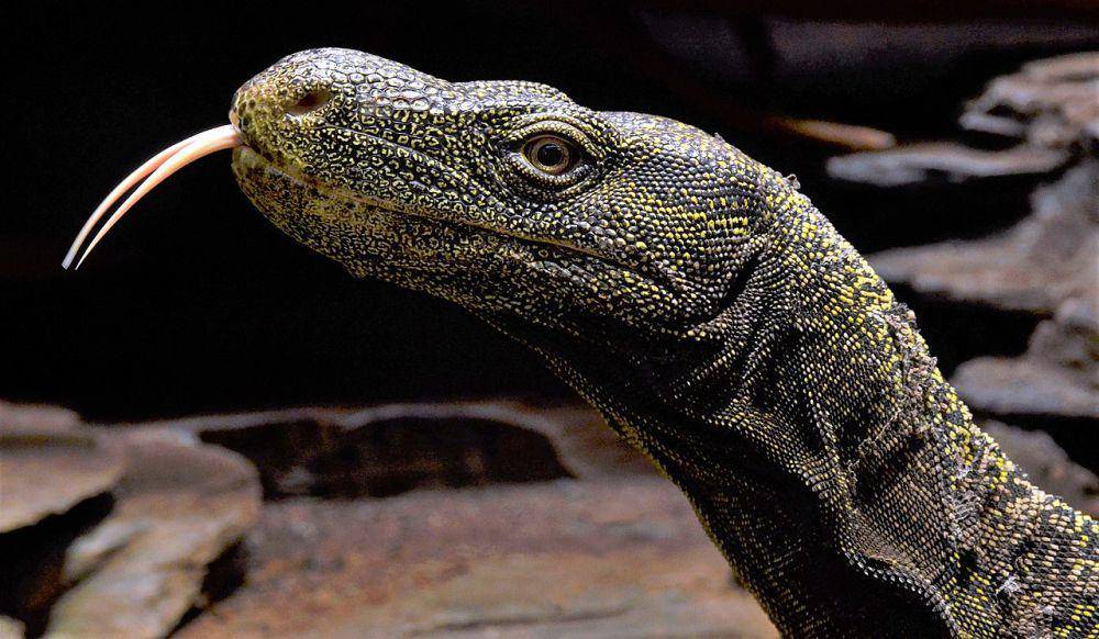 Biawak papua (commons.wikimedia.org/Vassil)