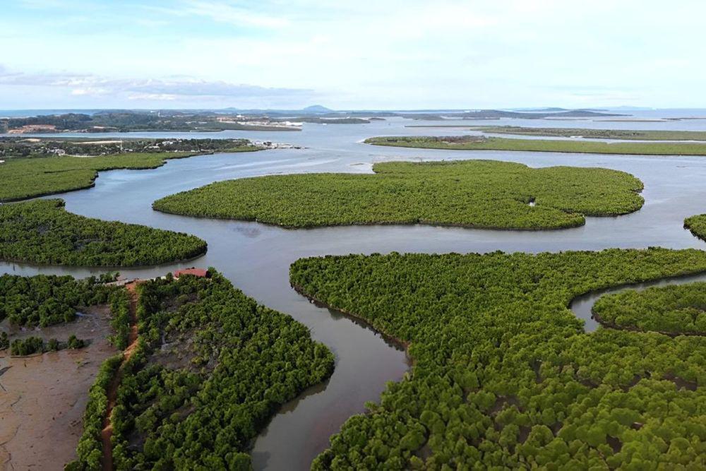 Jeritan Hutan Mangrove Memicu Perlawanan di Pesisir Batam