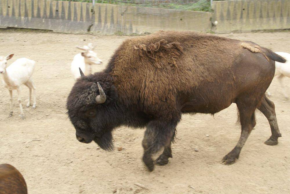 Bison amerika (commons.wikimedia.org/lwolfartist)
