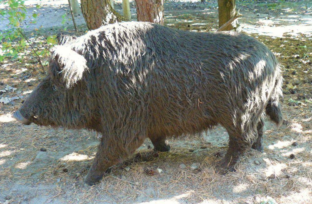 Babi hutan (commons.wikimedia.org/MOs810)