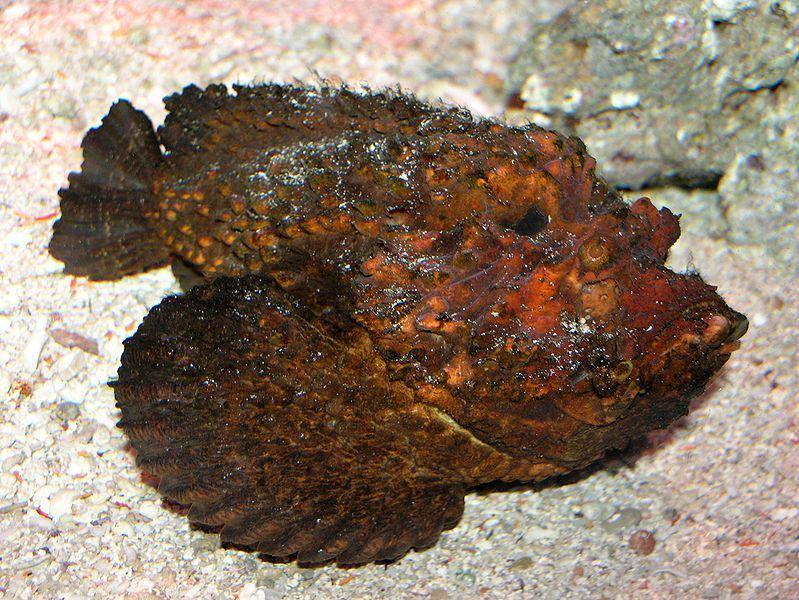 stonefish (commons.wikimedia.org/SeanMack)