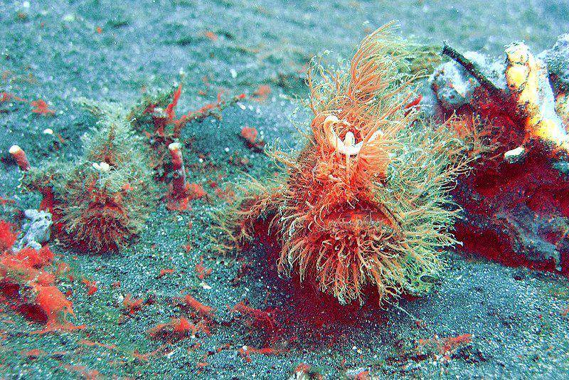 striated frogfish terlihat di Selat Lembeh (commons.wikimedia.org/Jens Petersen)