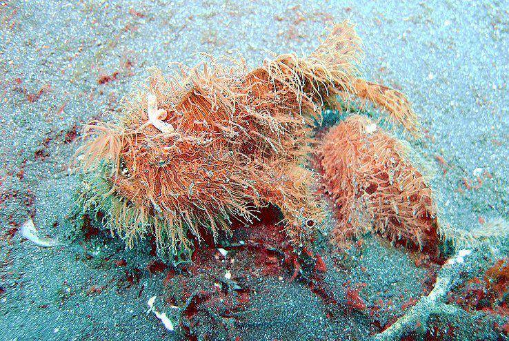 striated frogfish di habitat asli (commons.wikimedia.org/Jens Petersen)