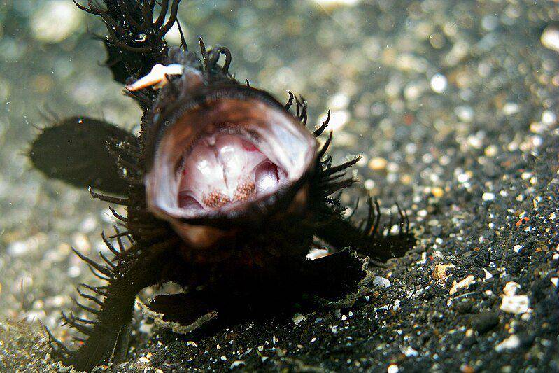 Striated frogfish membuka mulut lebar-lebar. (commons.wikimedia.org/Steve Childs)